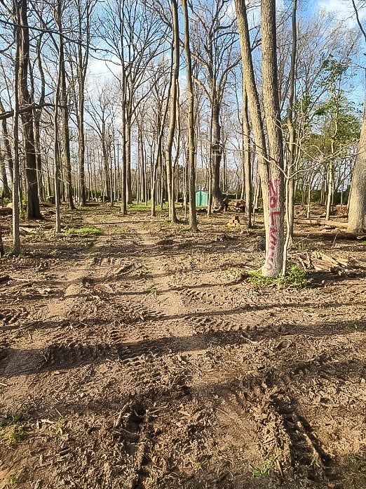 Dirt trail through leafless woods, with painted tree markers and sunlight filtering in.