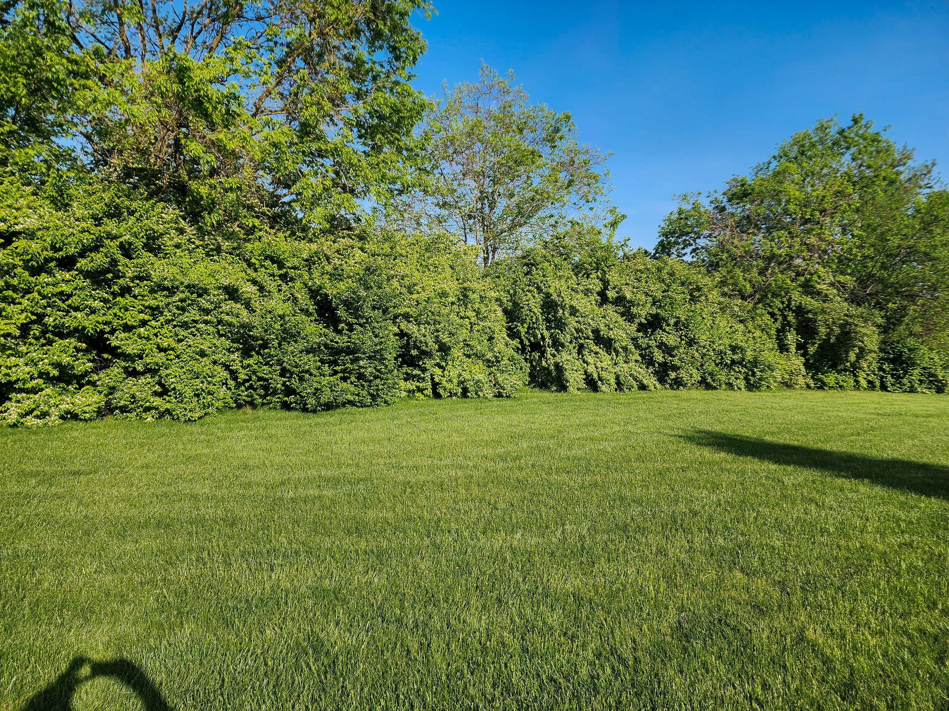 Sunny green lawn beside dense trees under a clear blue sky