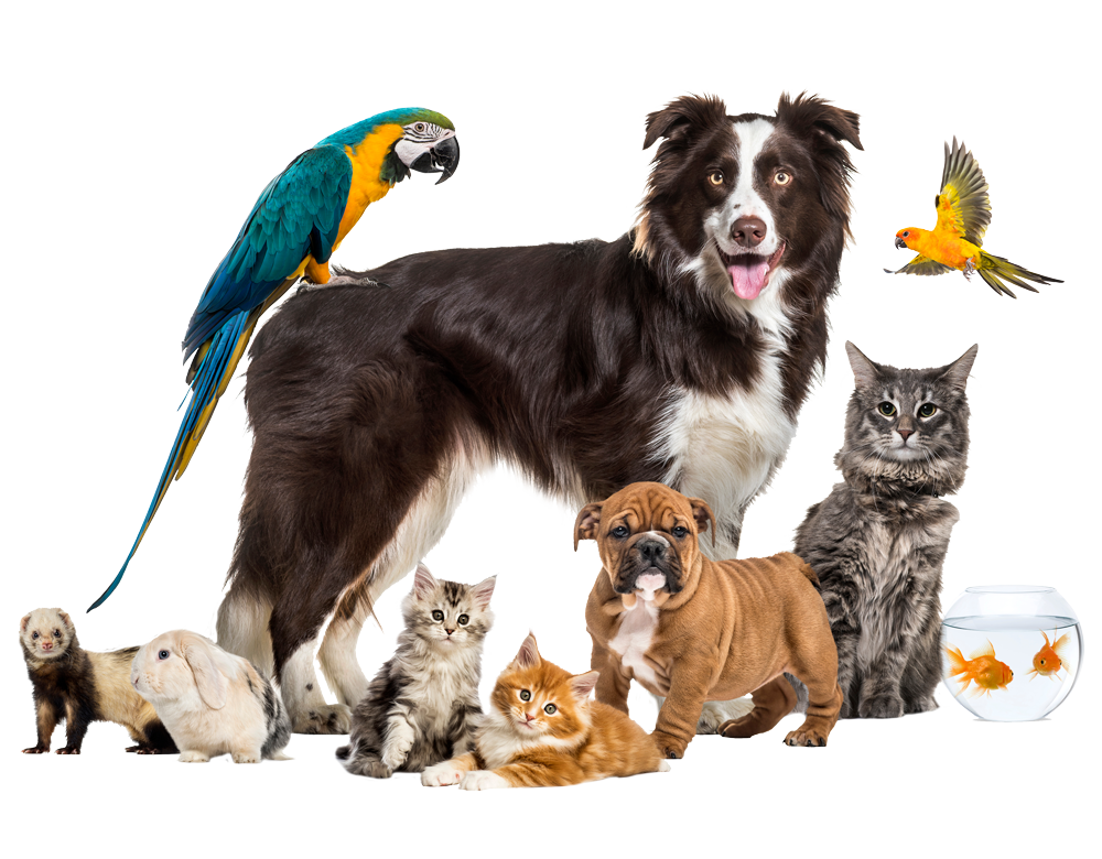 Mt Hermon Pet Grooming & Boarding Danville, VA