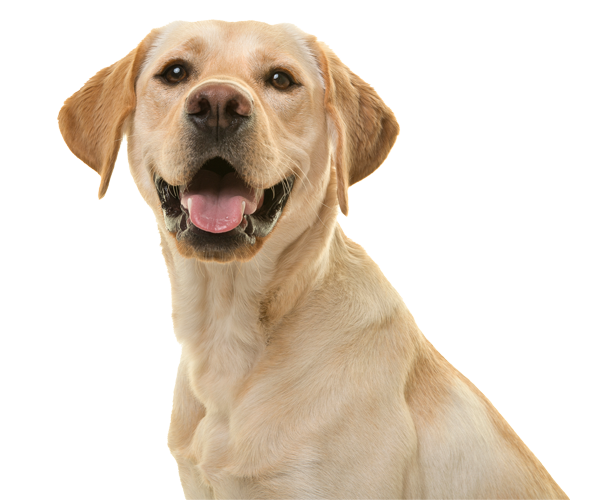 A Happy Blond Labrador