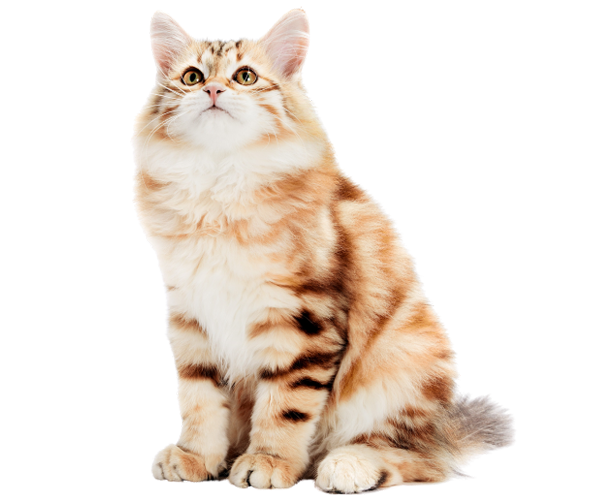 A Beautiful Cat