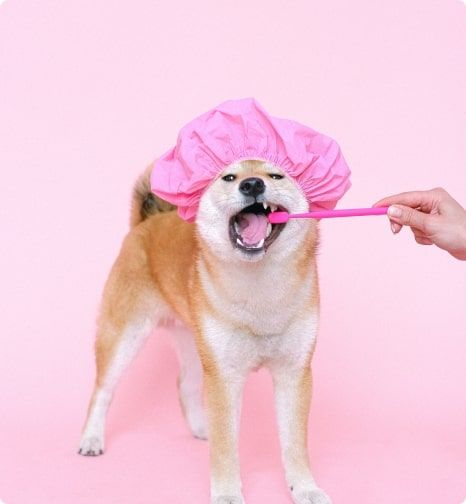 Brushing Dogs Teeth