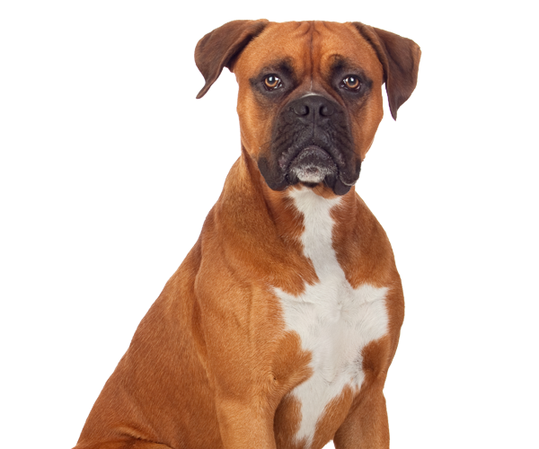A Well Groomed Dog