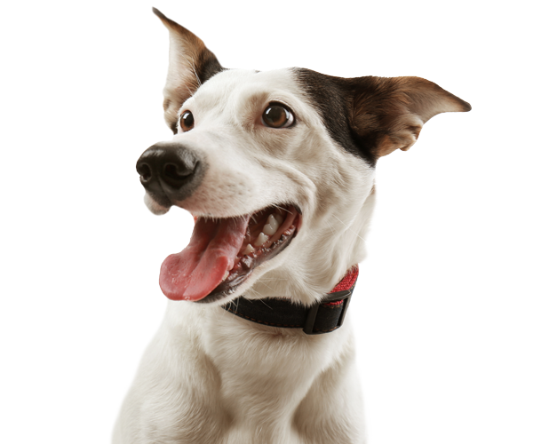 A Happy Dog