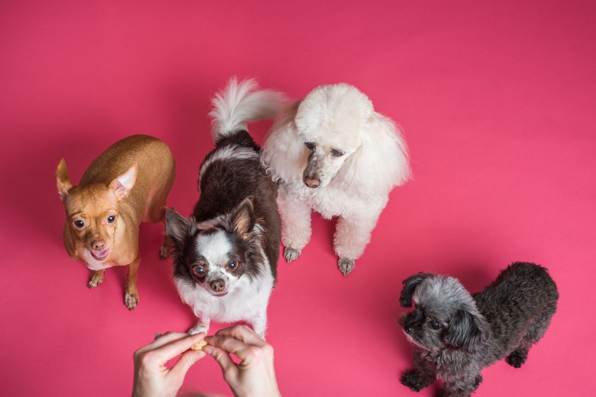 Giving Treats For Four Dogs