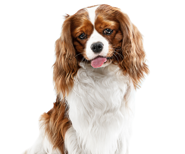 A Freshly Groomed Dog