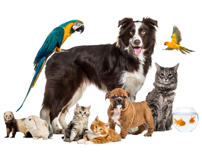 Pets