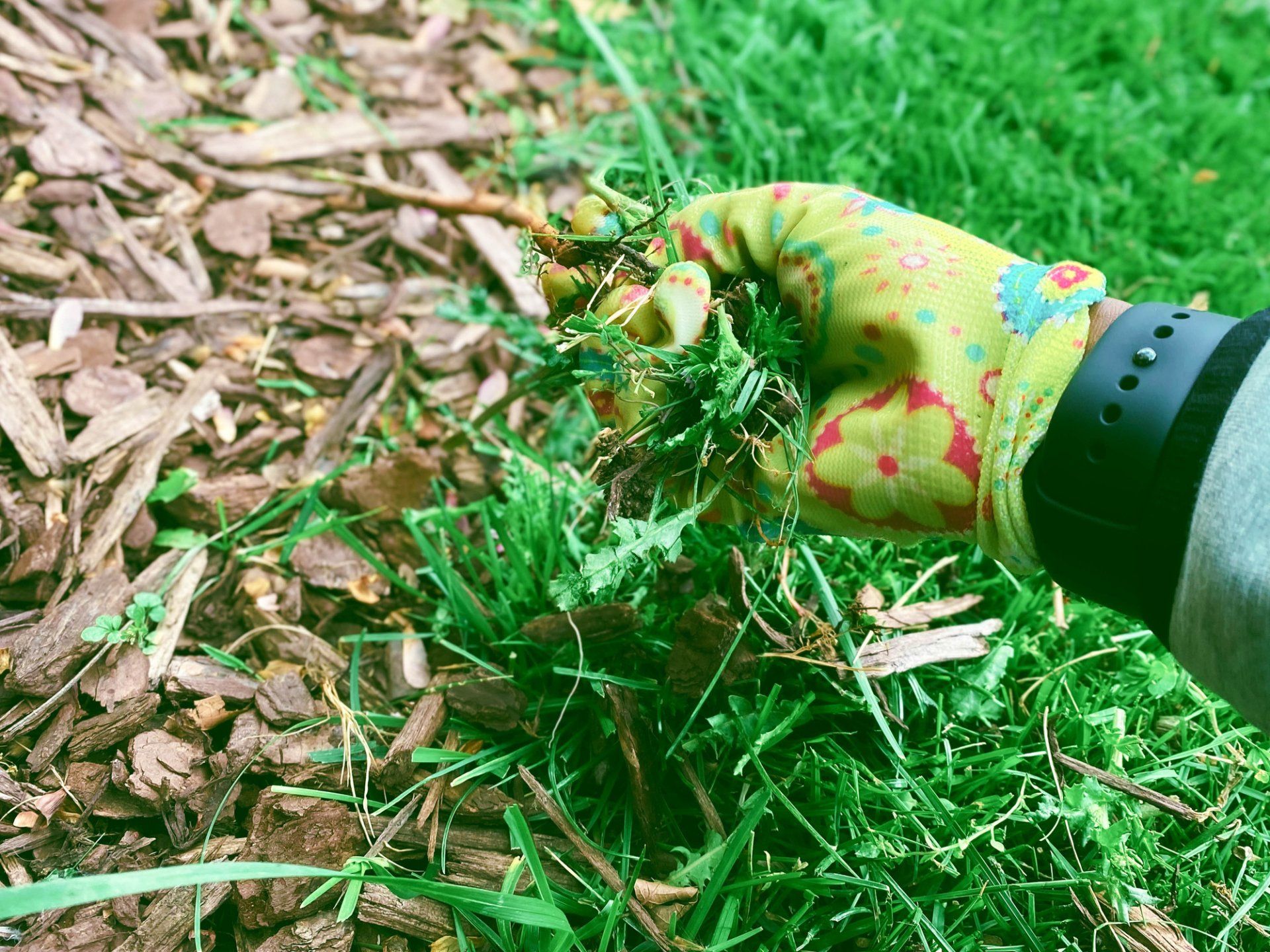 Woman Removes Weeds From Garden Bed - Drumore, PA - Tanglewood Lawn Service