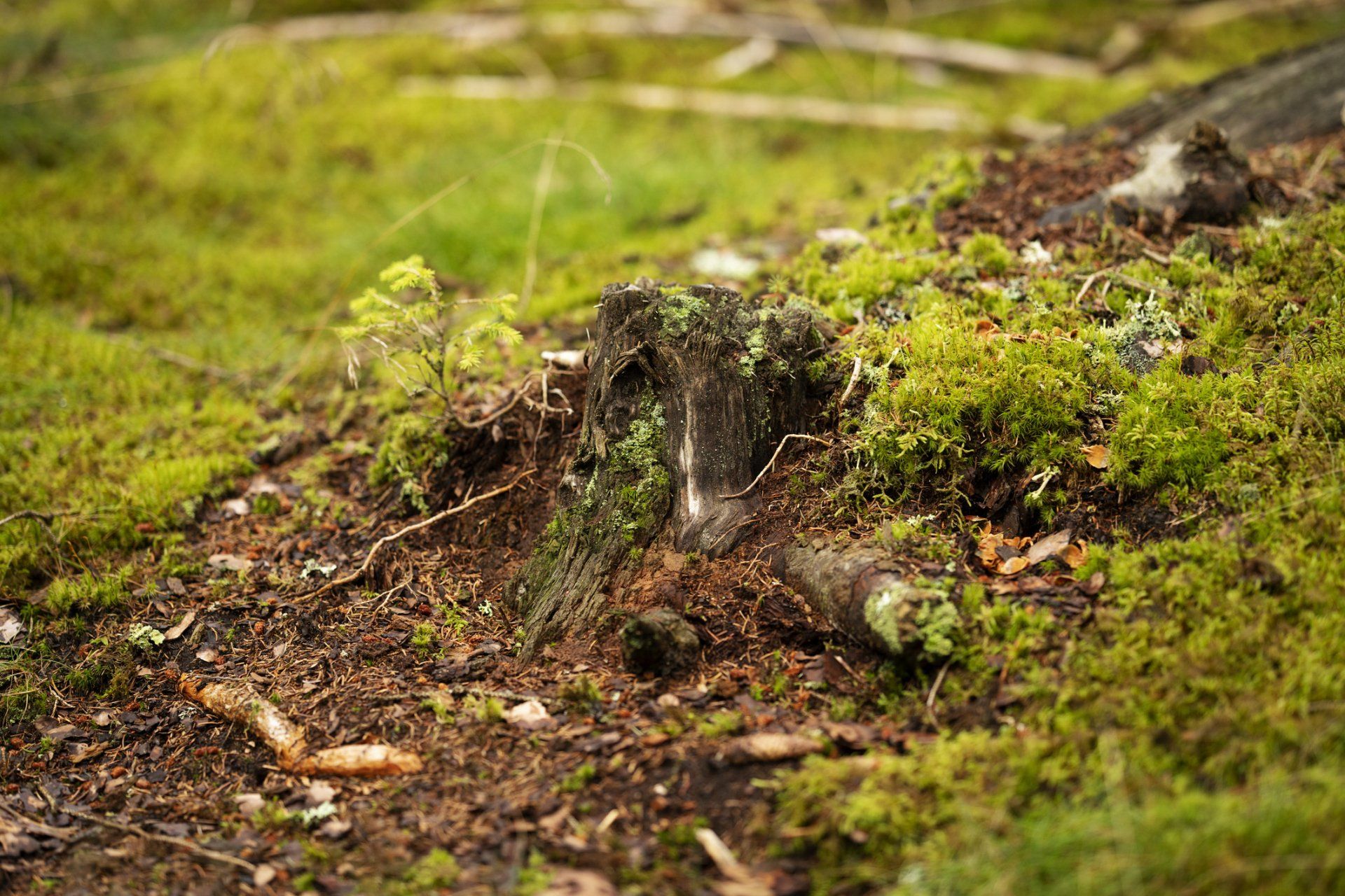 Forest Tree Stump Covered With Moss - Drumore, PA - Tanglewood Lawn Service Forest Tree Stump Covered With Moss - Drumore, PA - Tanglewood Lawn Service