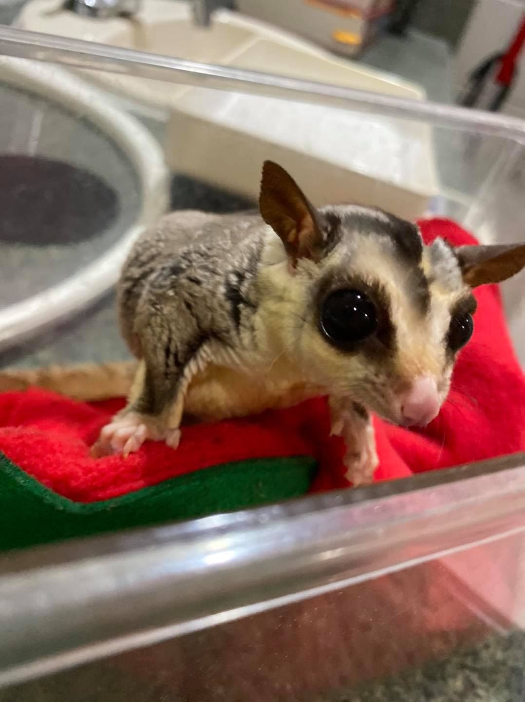 A small opossum is sitting on a red and green blanket.