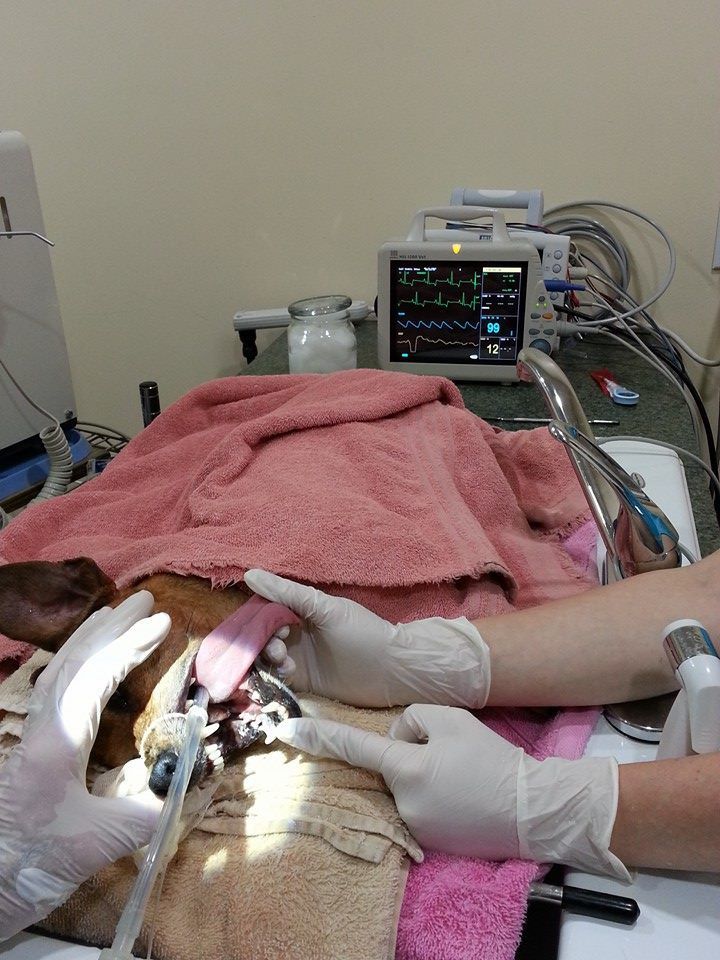 A dog is being examined by a veterinarian in an operating room.