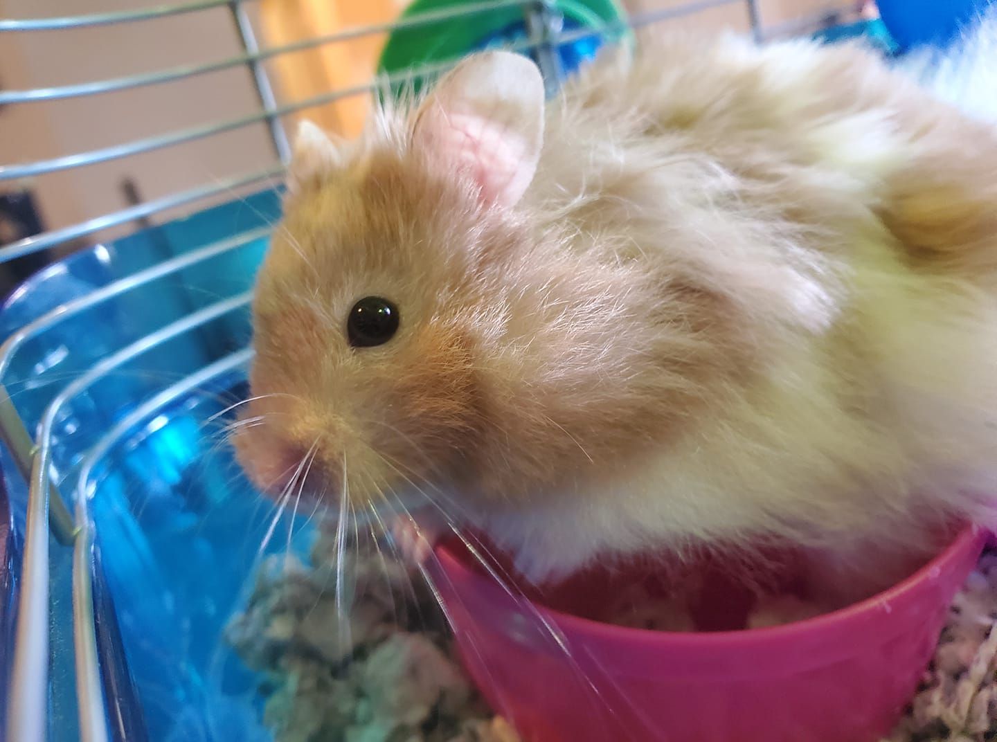 A fluffy hamster is sitting in a pink bowl in a cage.