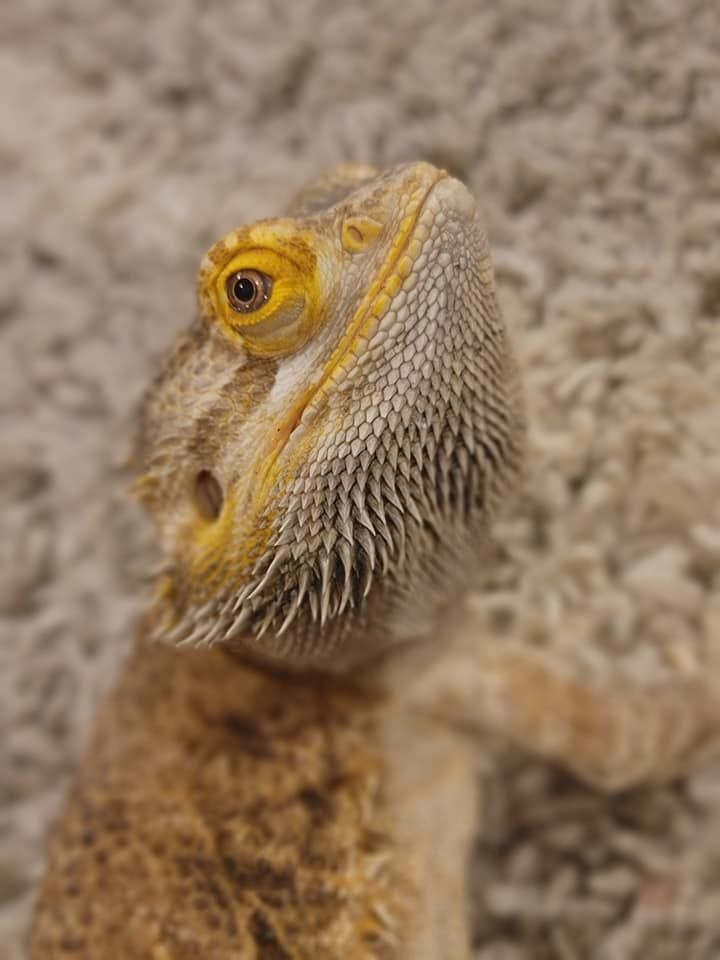A close up of a bearded dragon on a carpet.