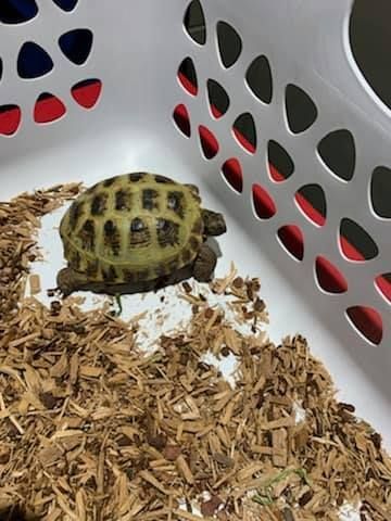 A small turtle is sitting on top of a pile of wood chips in a basket.