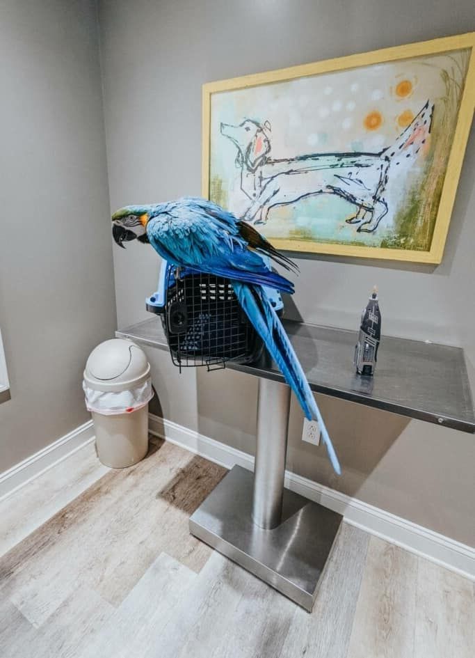 A blue parrot is sitting in a basket on a table.