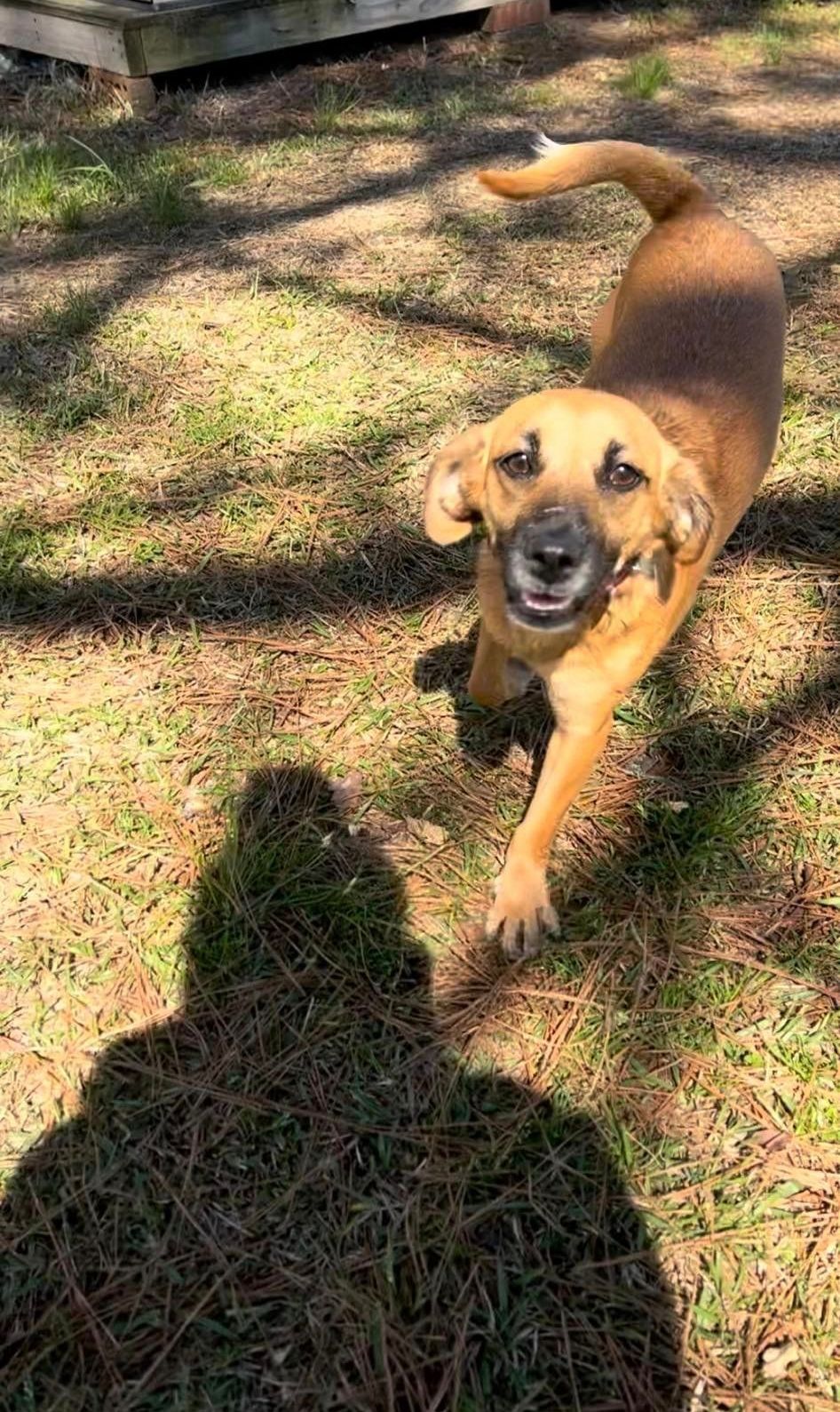 A brown dog is running in the grass next to a person 's shadow.