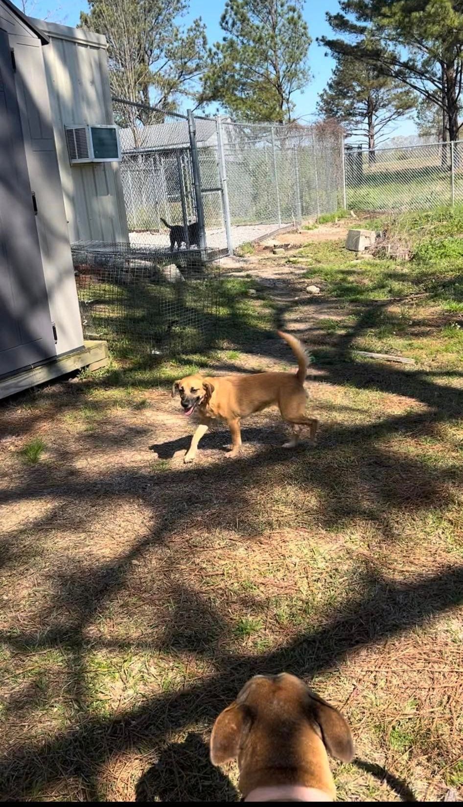 A couple of dogs standing next to each other in a yard.