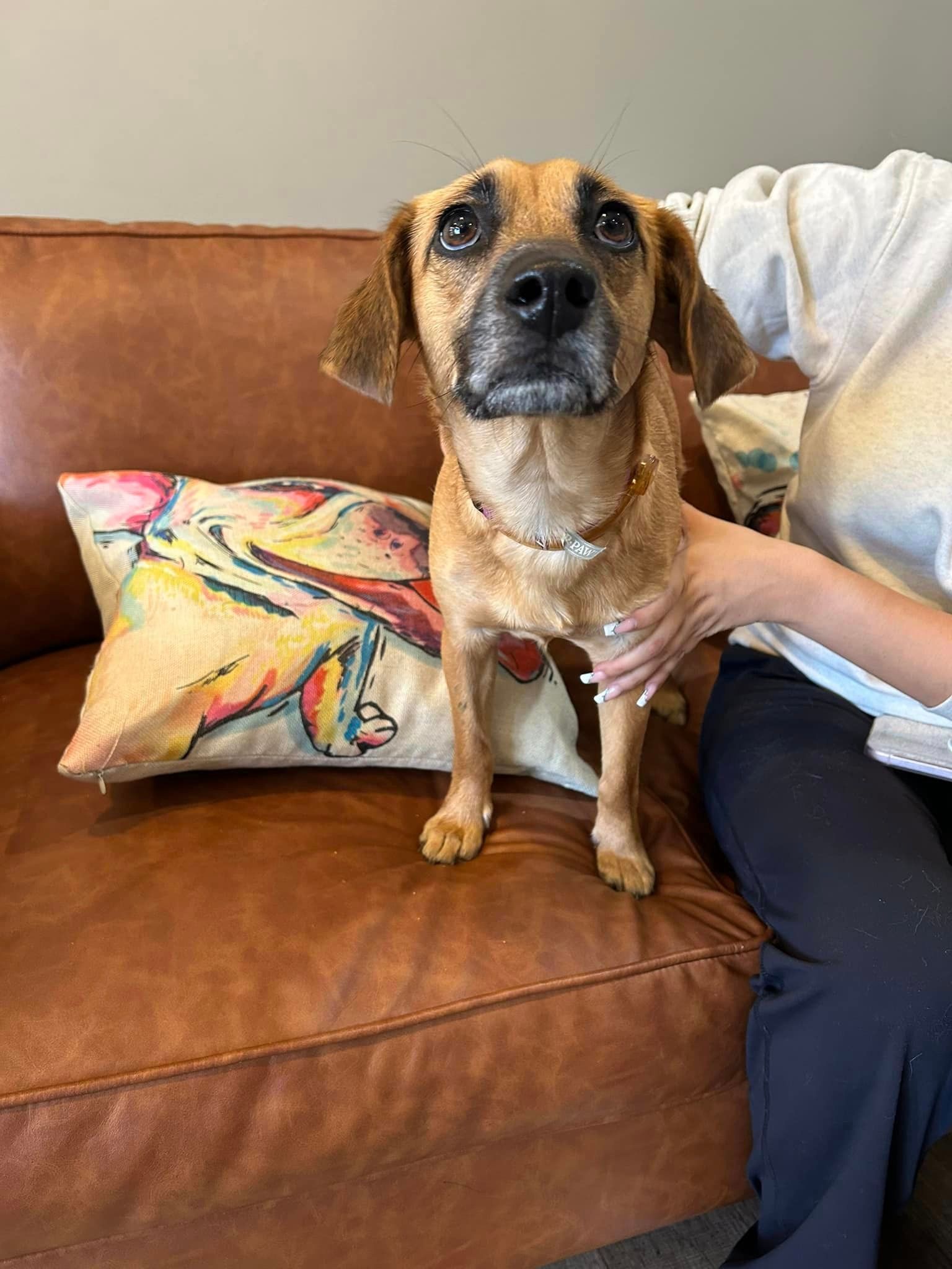 A dog is sitting on a couch next to a pillow.