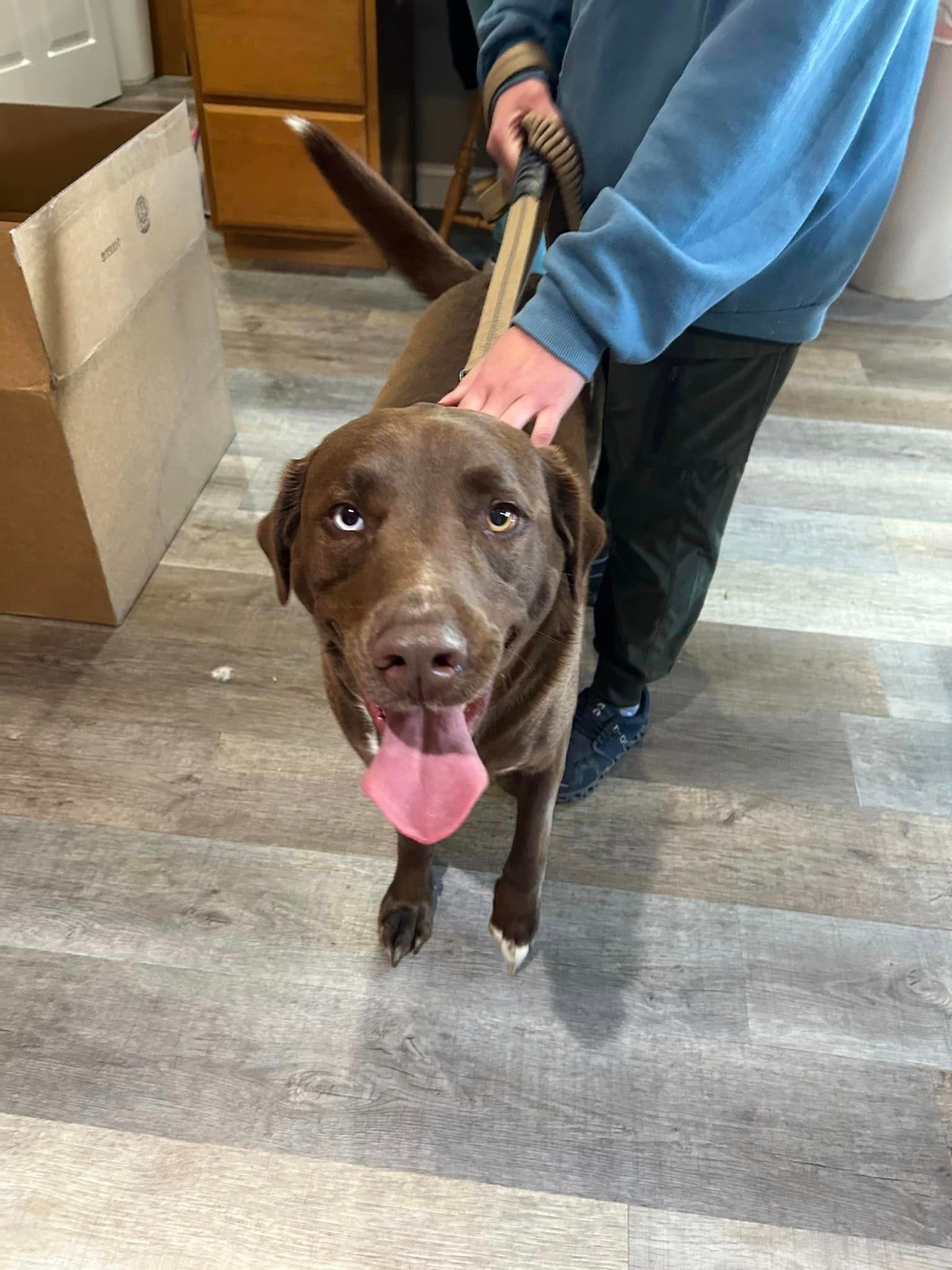 A person is holding a brown dog on a leash.