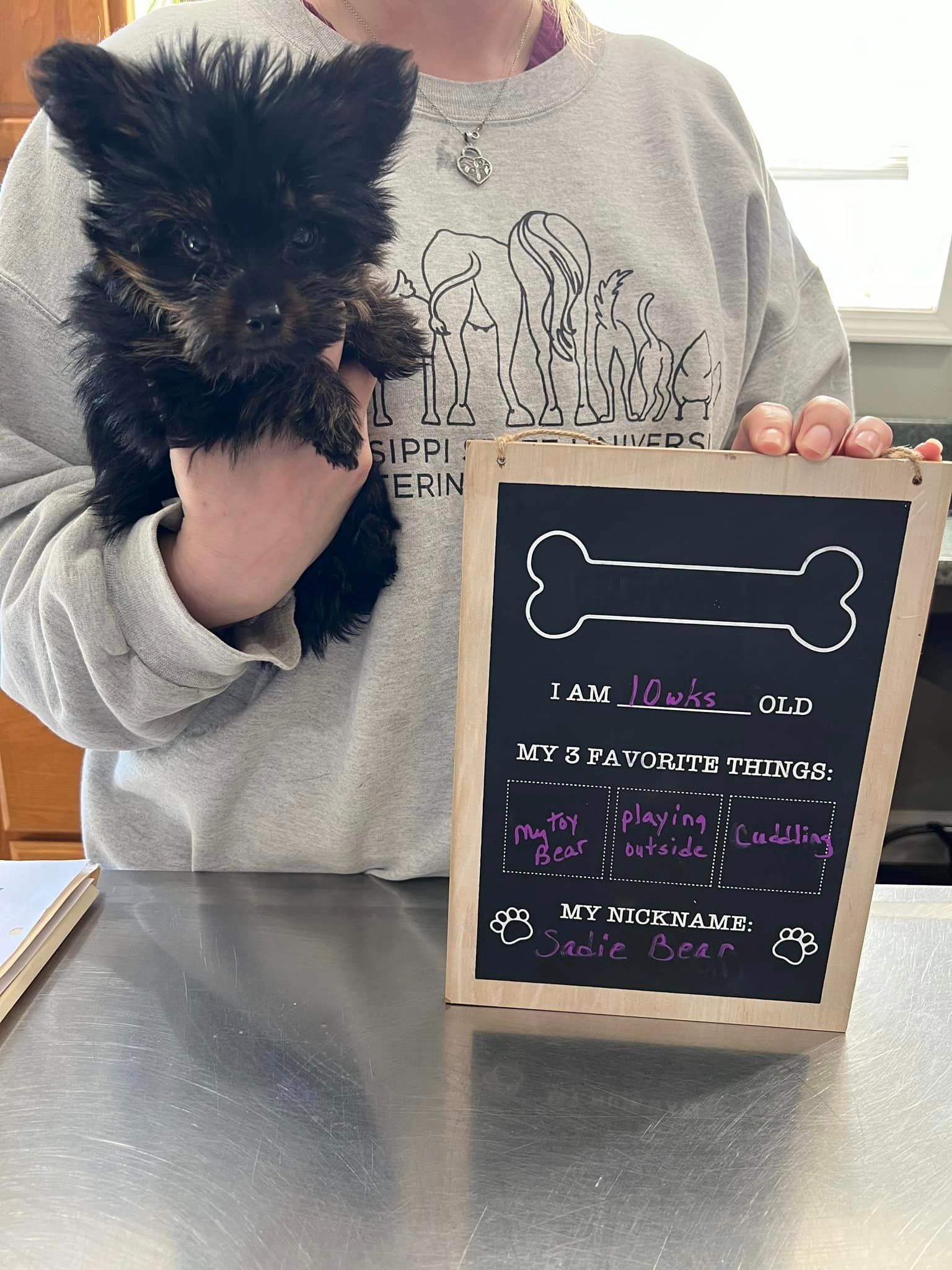 A woman is holding a small black dog and a chalkboard with a bone drawn on it.