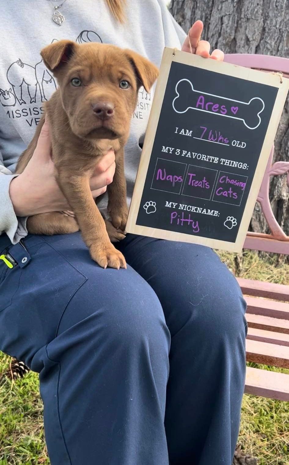 A person is holding a brown puppy and a chalkboard with a bone on it.