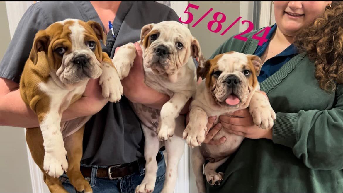 A man and a woman are holding four puppies in their arms.
