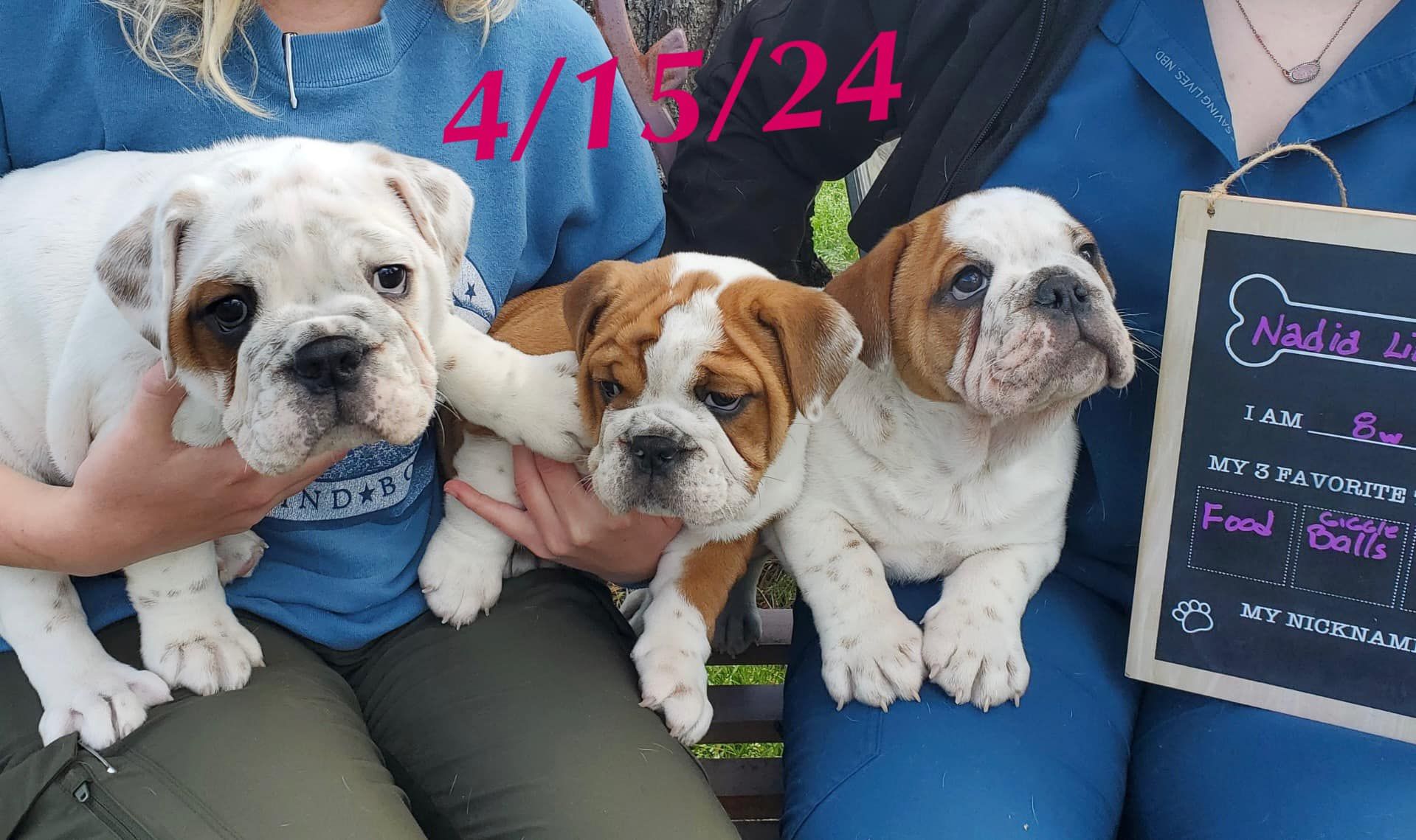 A group of puppies are being held by a woman with a sign that says 4/15/24