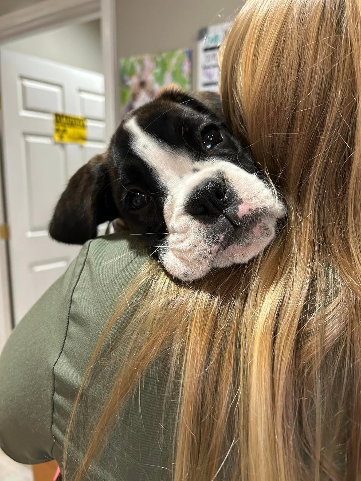 A puppy is sleeping on a woman 's shoulder.