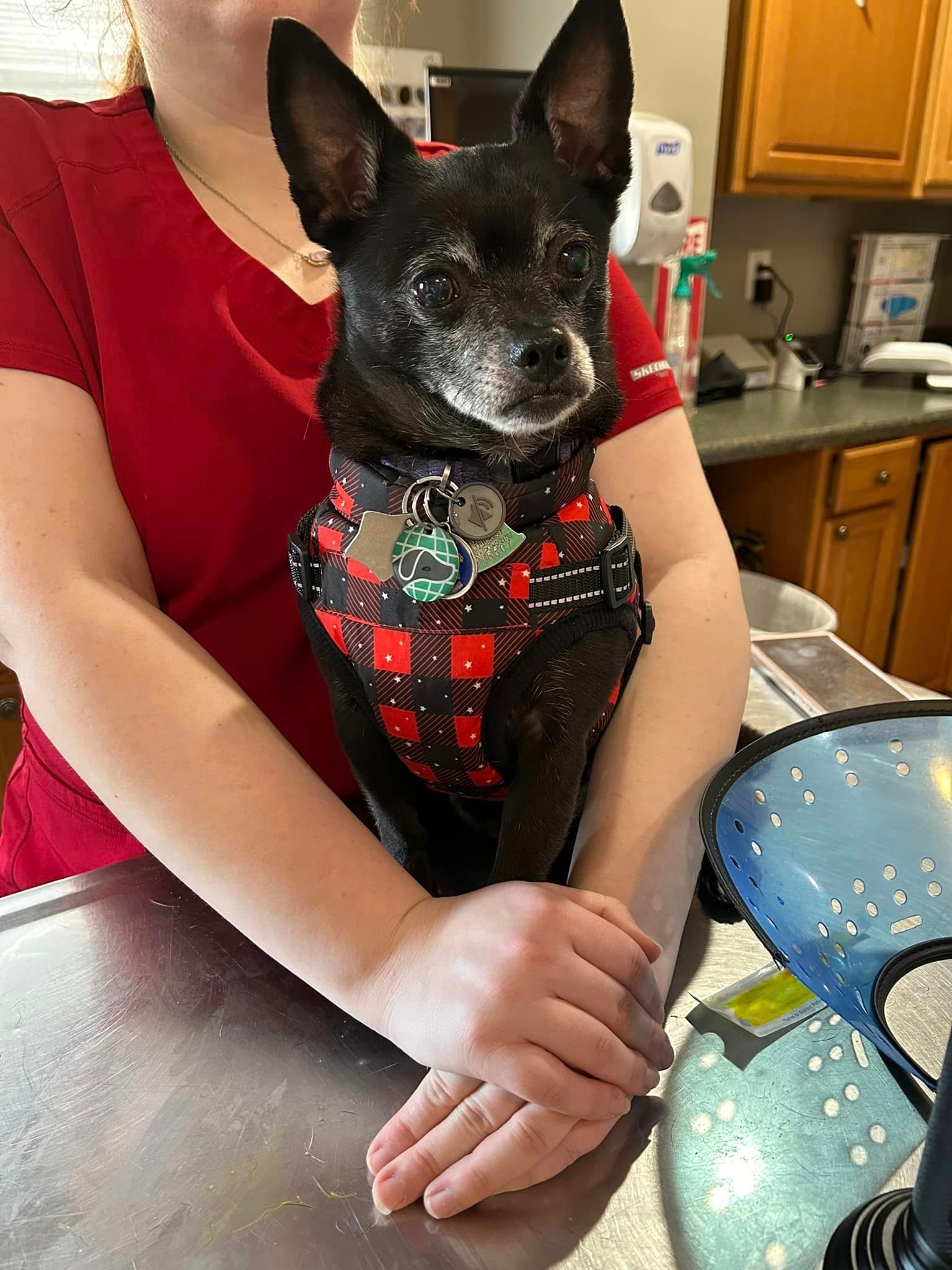 A woman is holding a small black dog on a table.