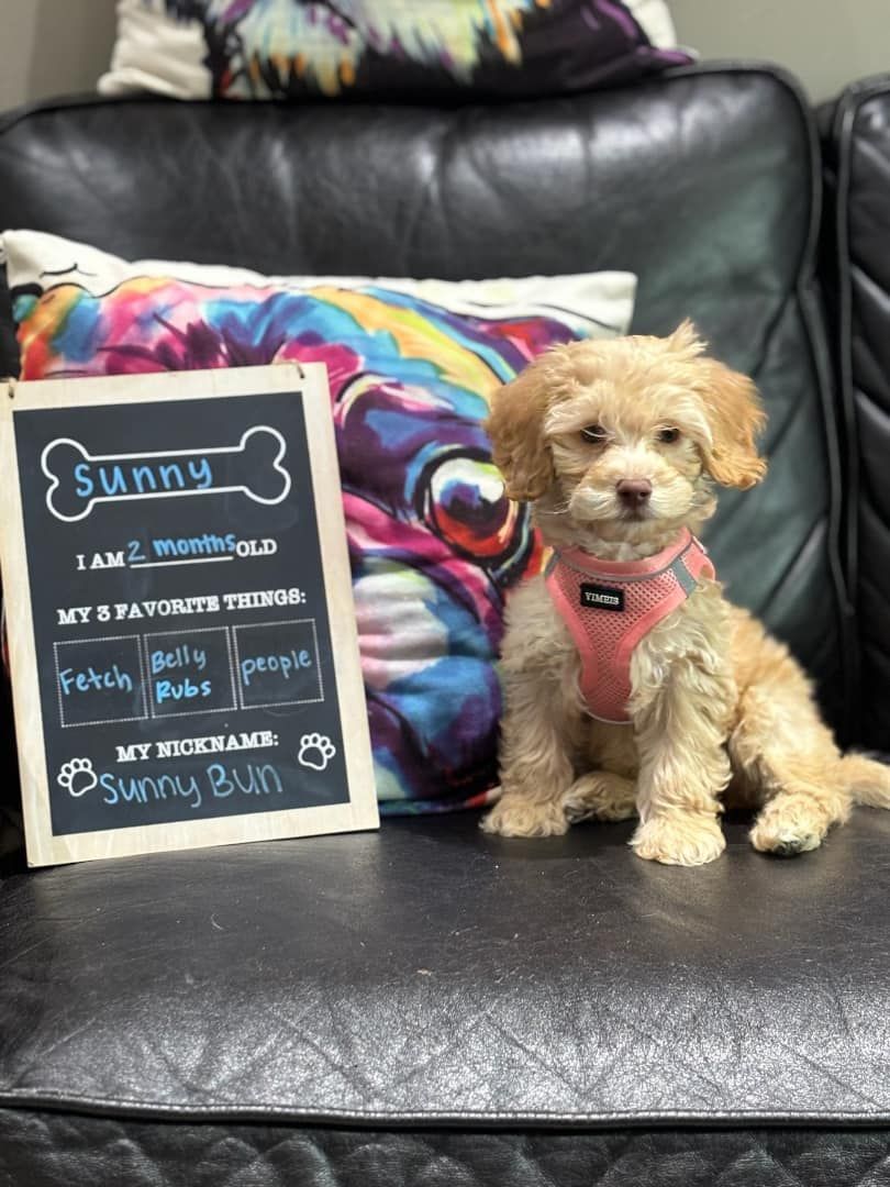 A small puppy is sitting on a couch next to a chalkboard.
