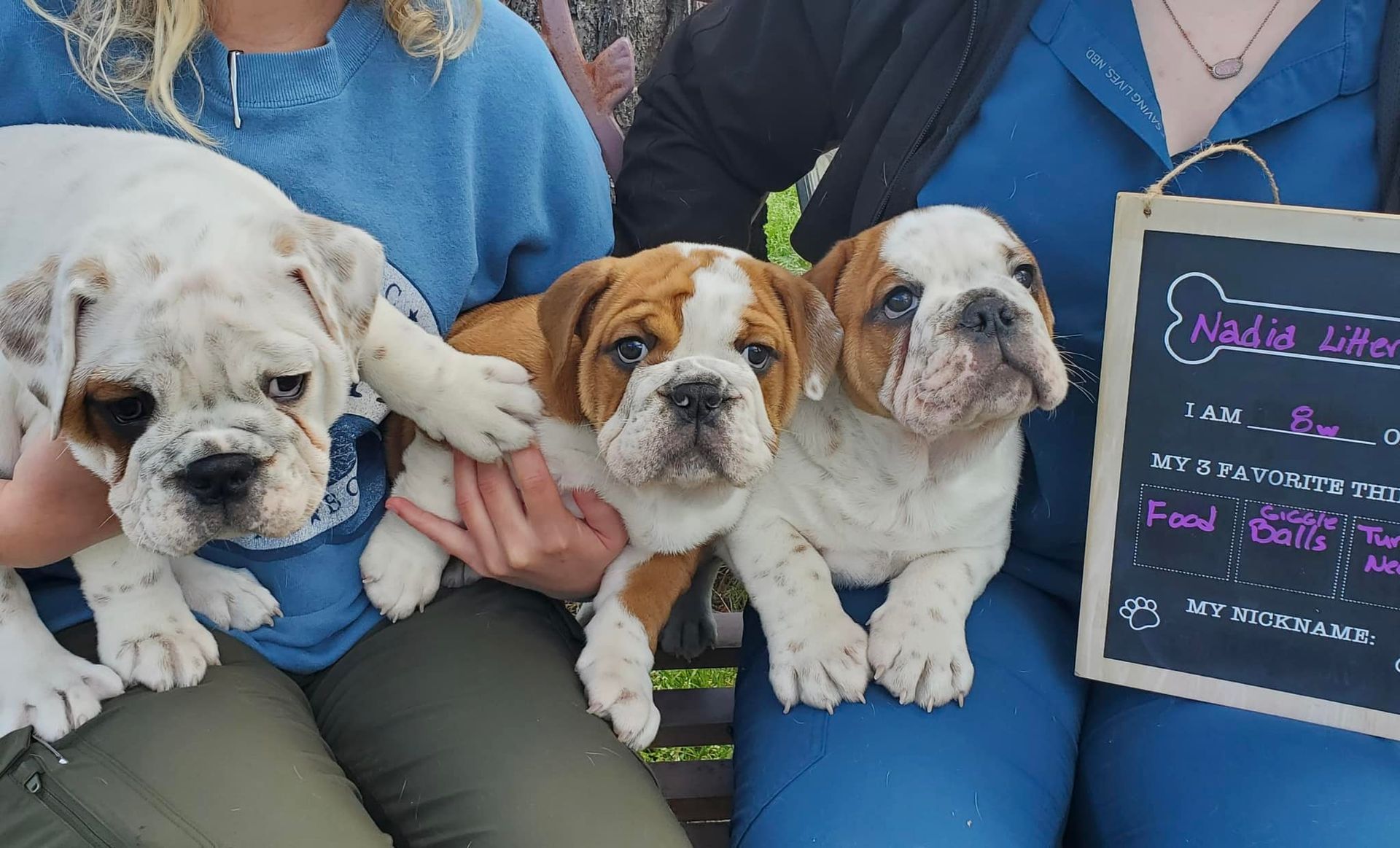 Three bulldog puppies are being held by a woman