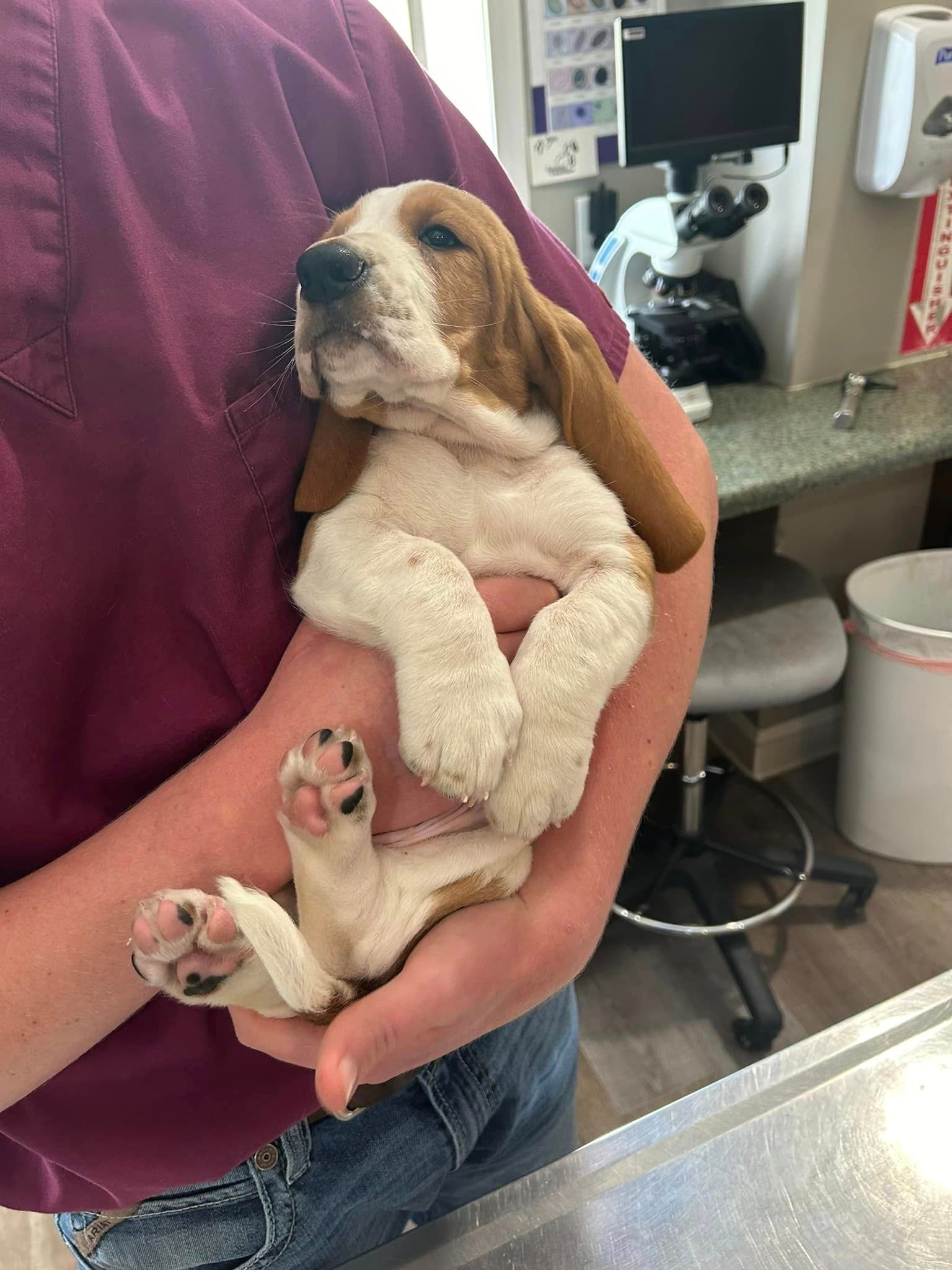A person is holding a brown and white puppy in their arms.