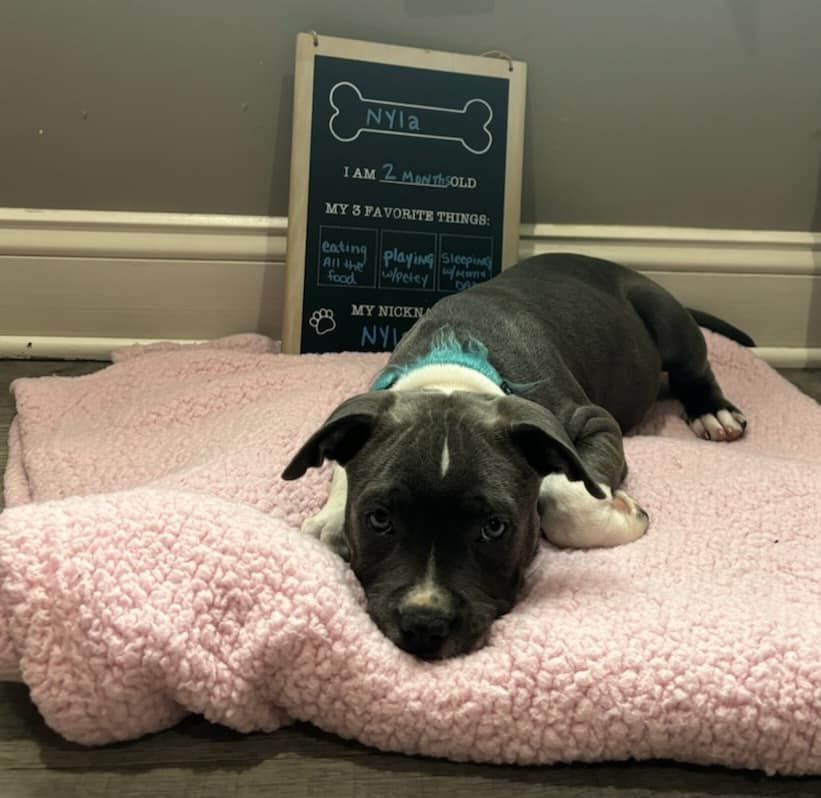 A puppy is laying on a pink dog bed
