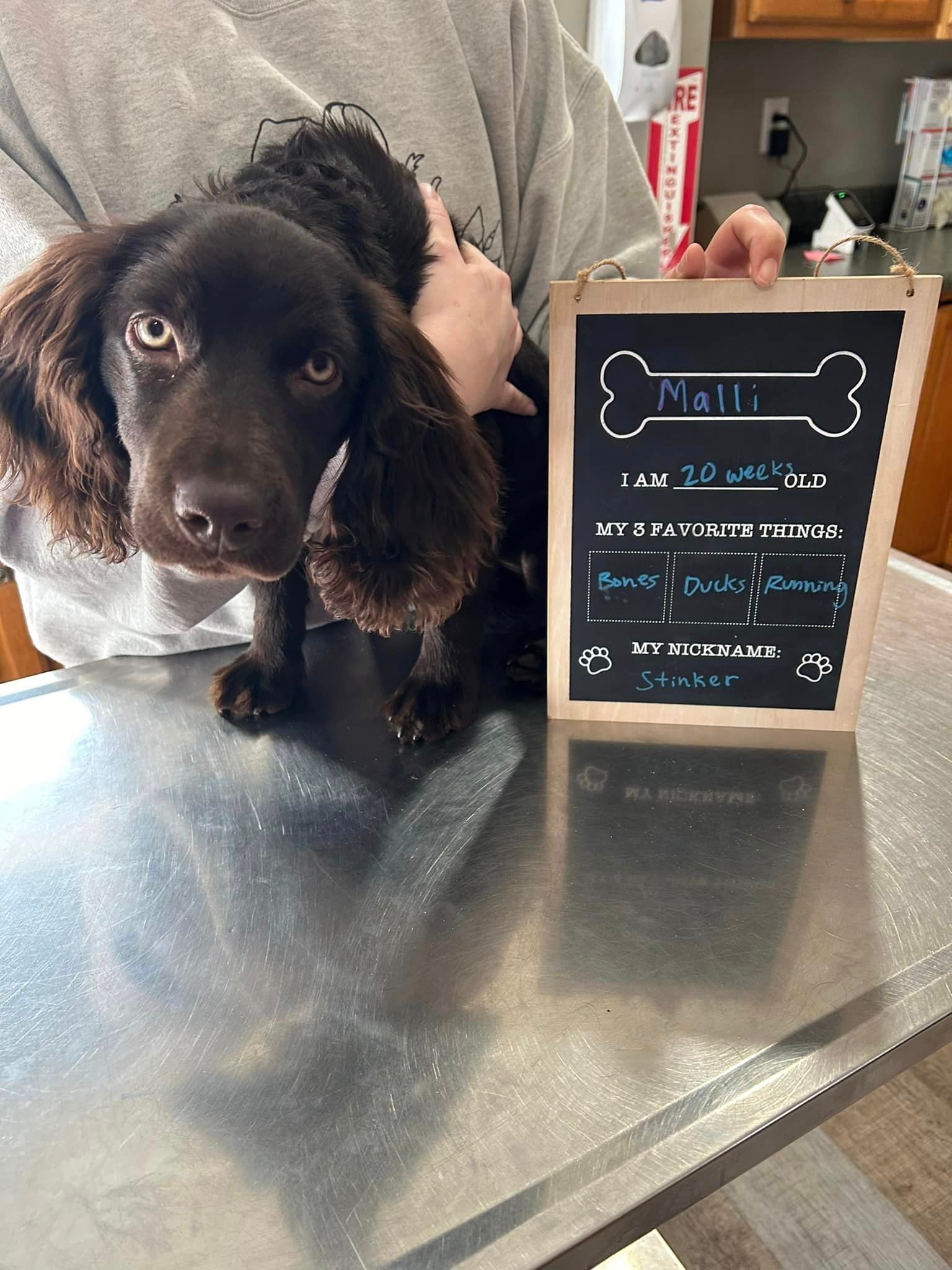 A person is holding a brown dog next to a chalkboard with a bone on it.