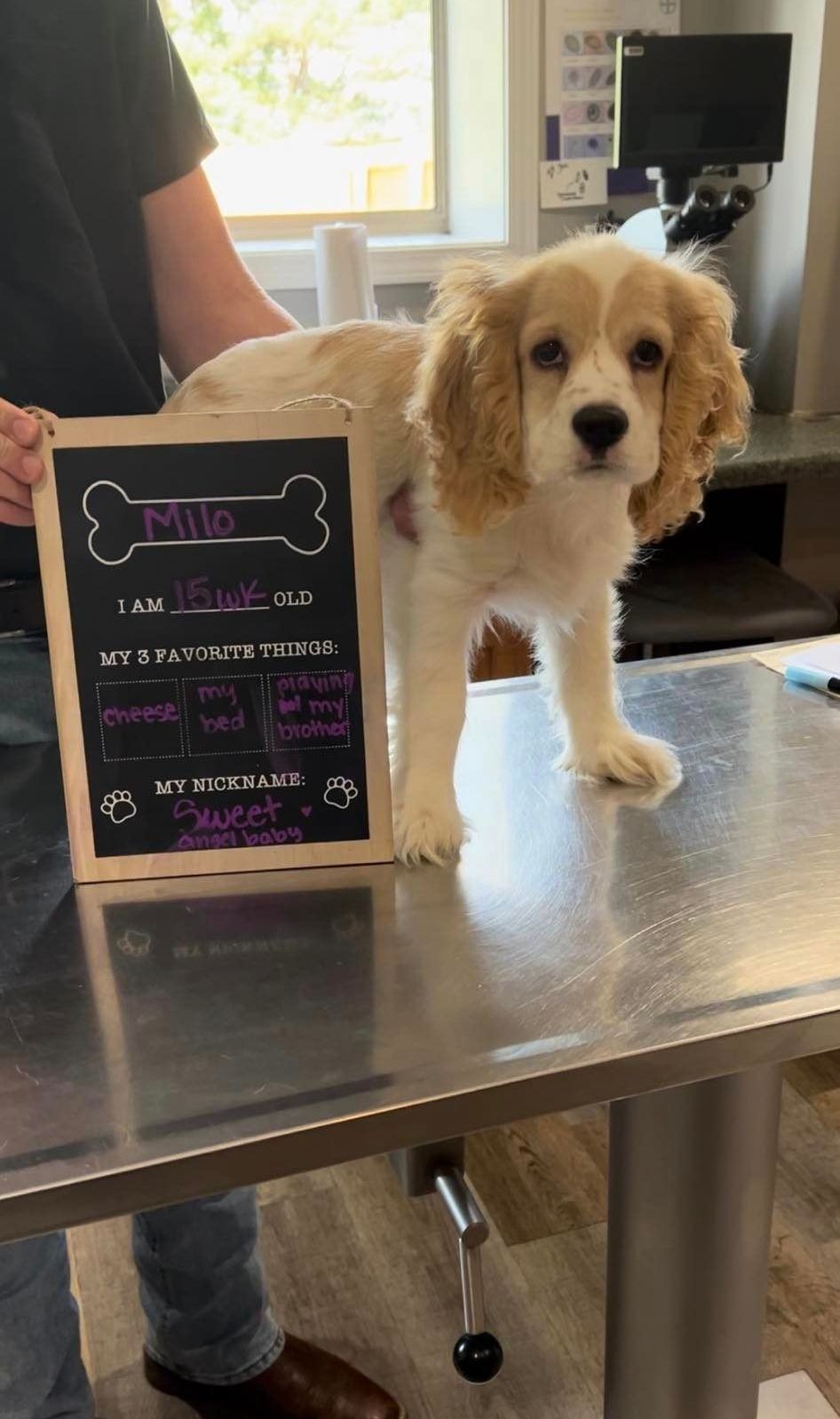 A cocker spaniel puppy is standing on a stainless steel table.