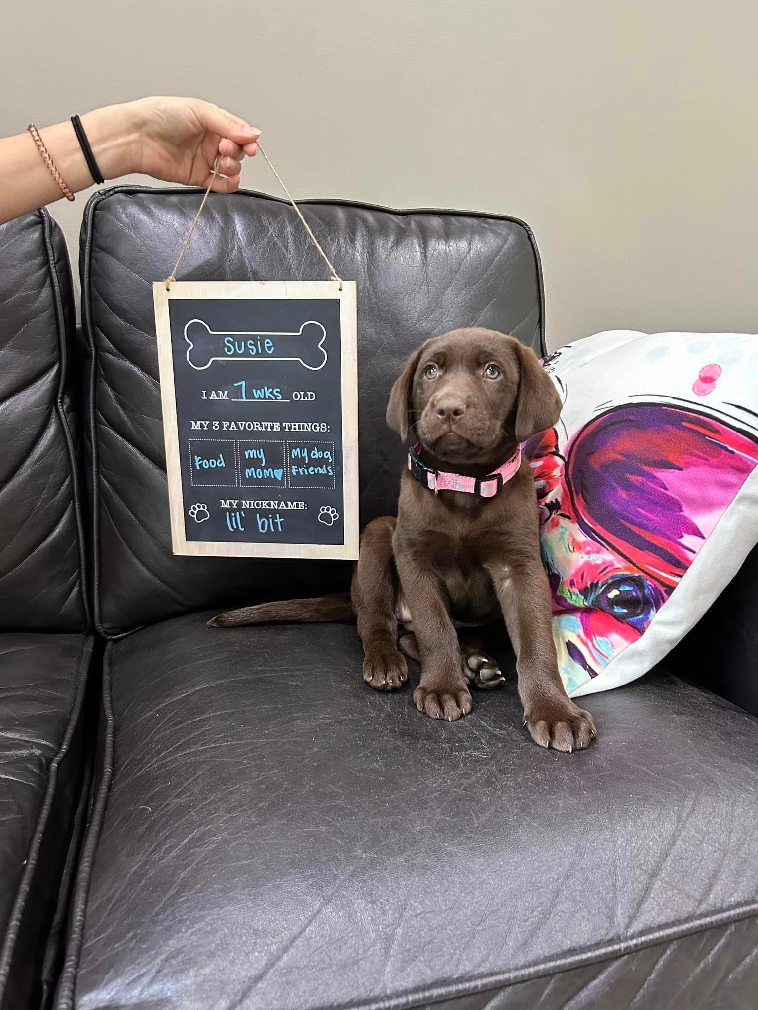 A puppy is sitting on a couch next to a sign.