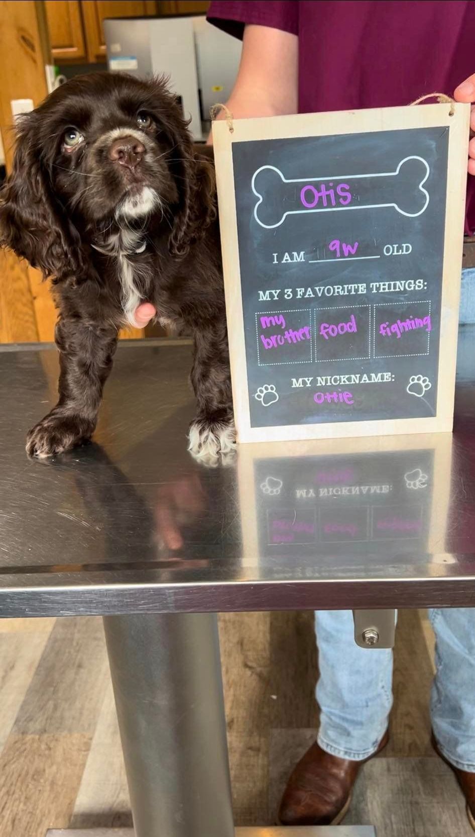 A dog is sitting on a table next to a chalkboard with a bone on it.