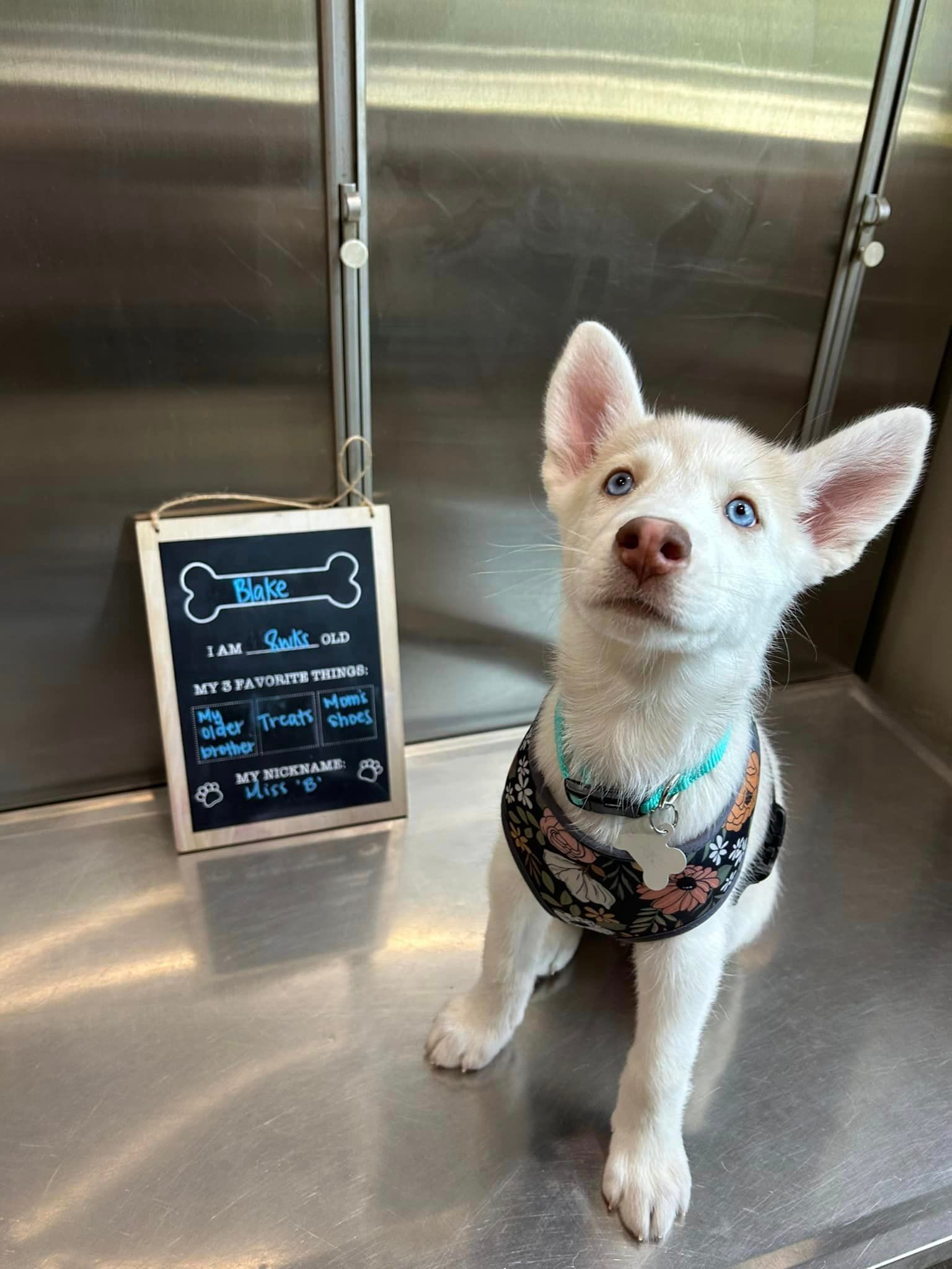 A husky puppy is sitting on a stainless steel table next to a sign.