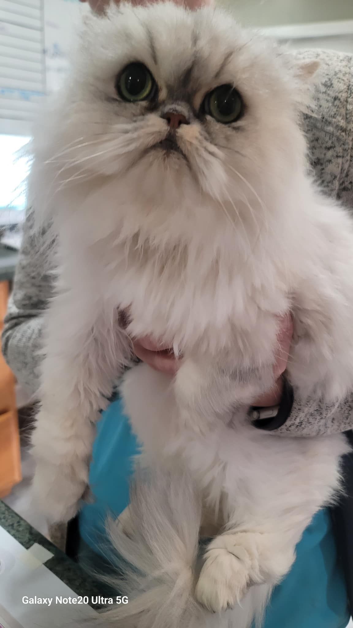 A person is holding a fluffy white cat in their arms.