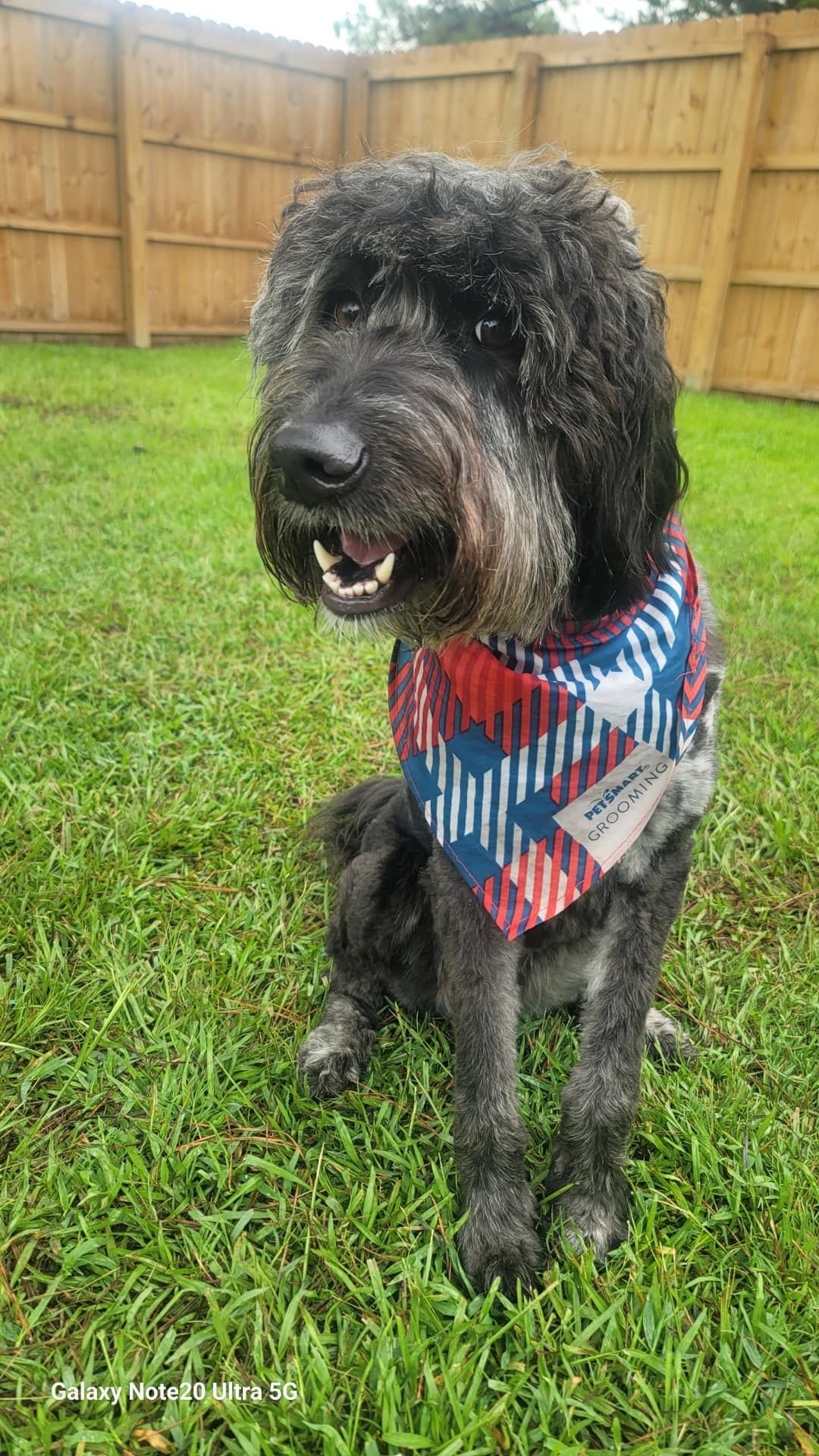A dog wearing a bandana is sitting in the grass.