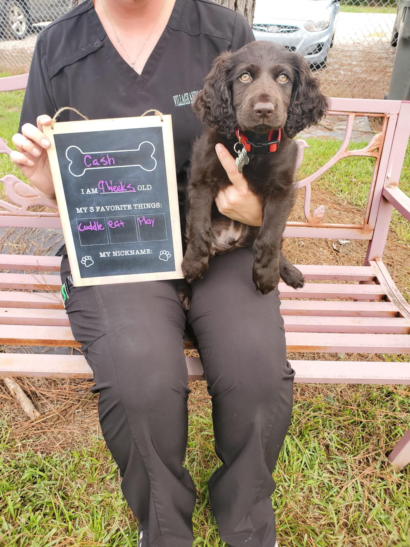 A woman is sitting on a bench holding a puppy and a sign.