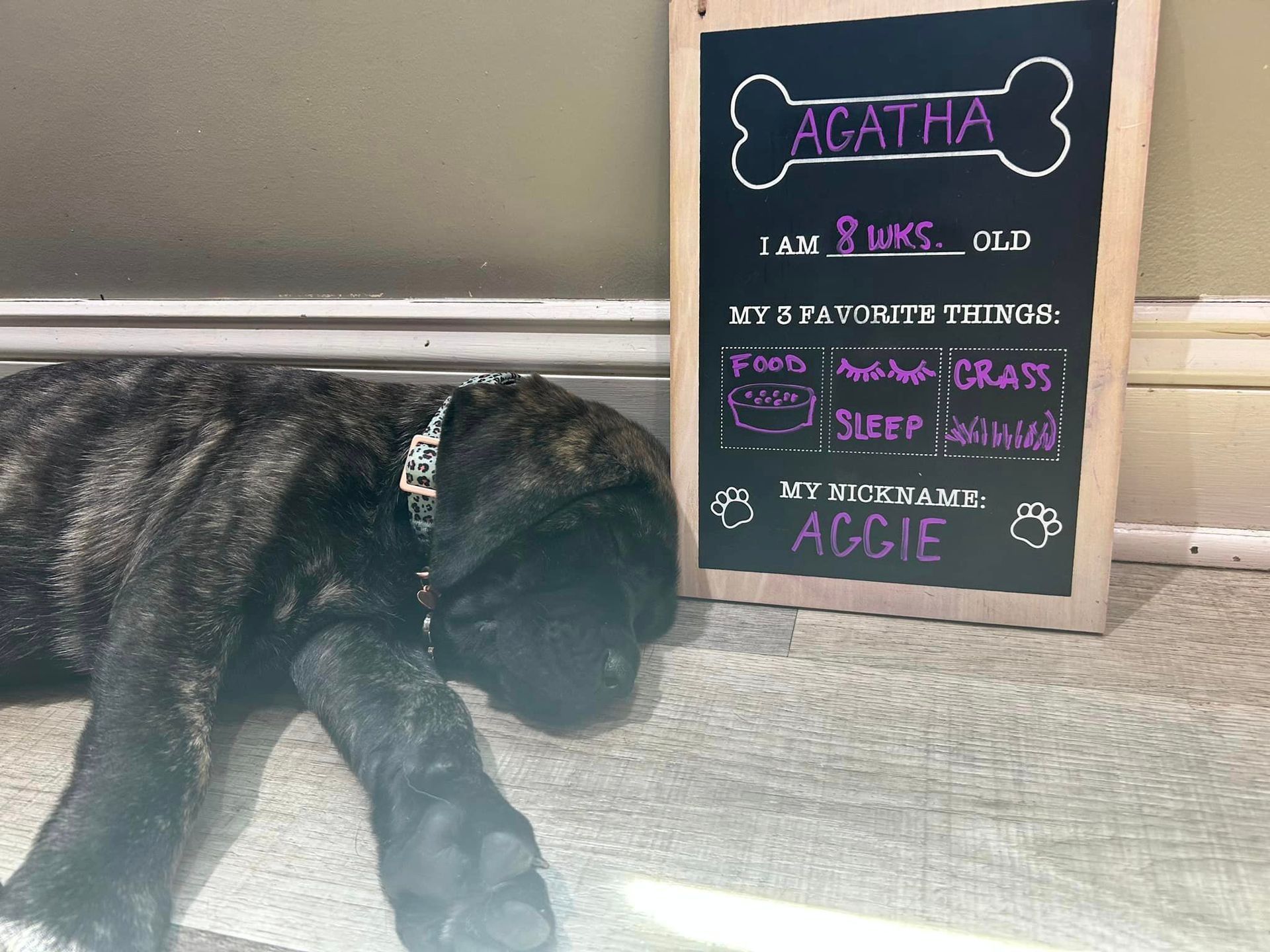 A black dog is laying next to a chalkboard that says agatha