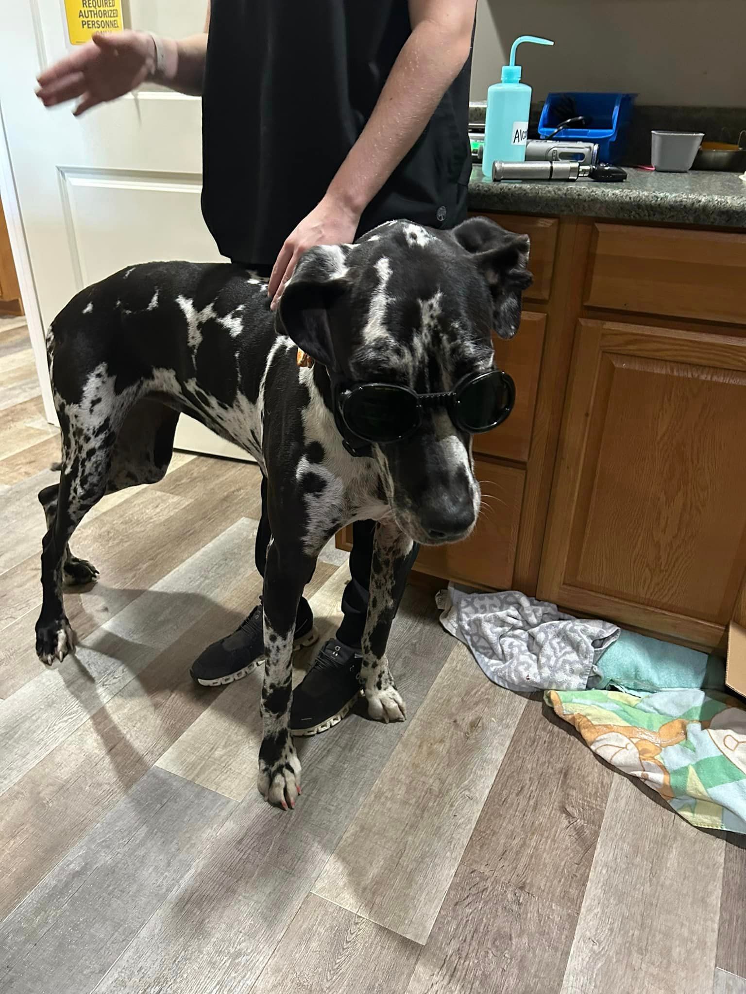A black and white dog is standing next to a person in a kitchen.