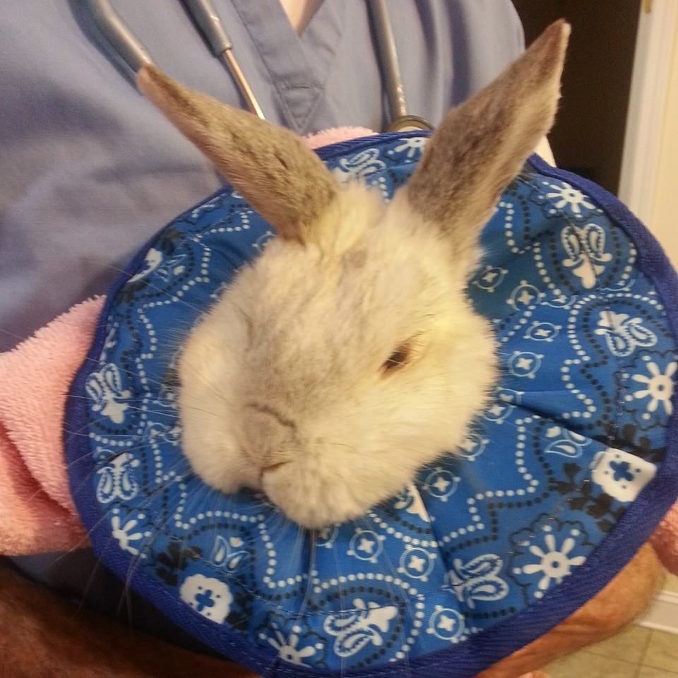 A white rabbit wearing a blue cone around its neck