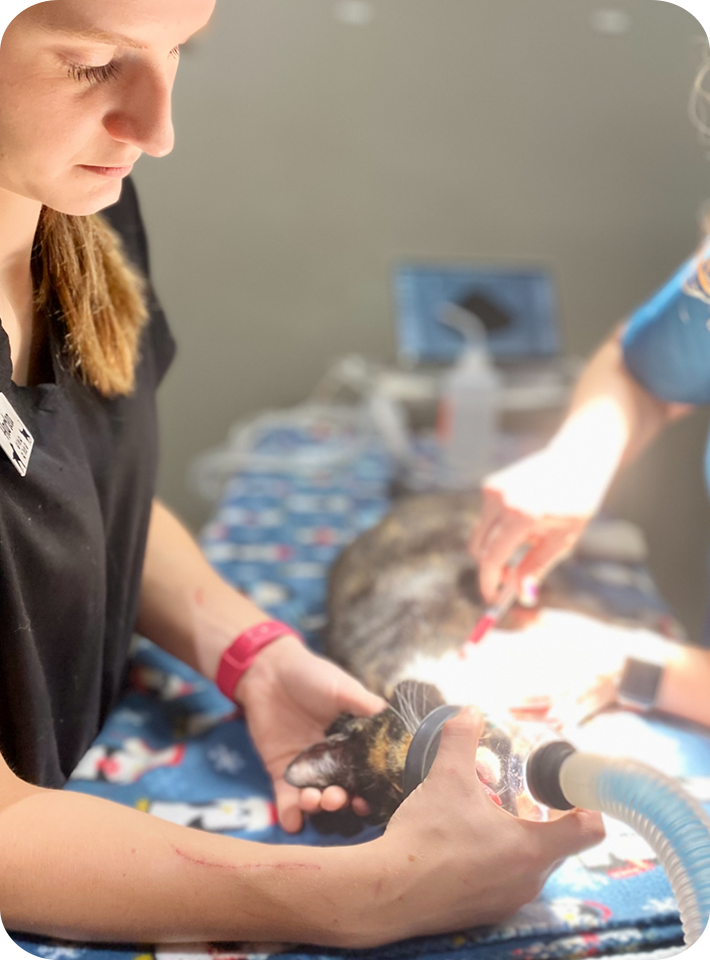 A woman is operating on a cat in a veterinary clinic.