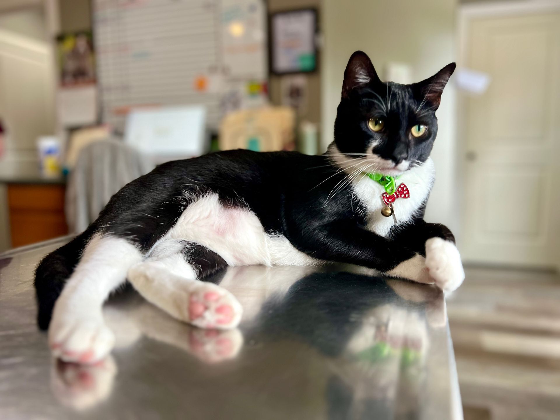 A black and white cat is laying on a metal table.
