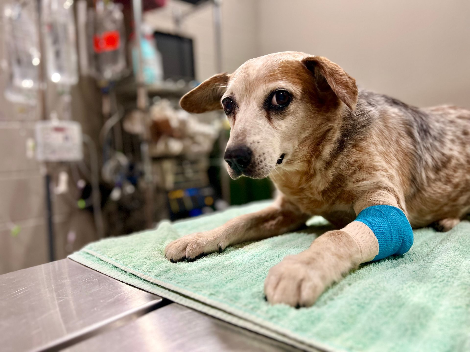 A dog with a bandage on its leg is laying on a towel in an operating room.
