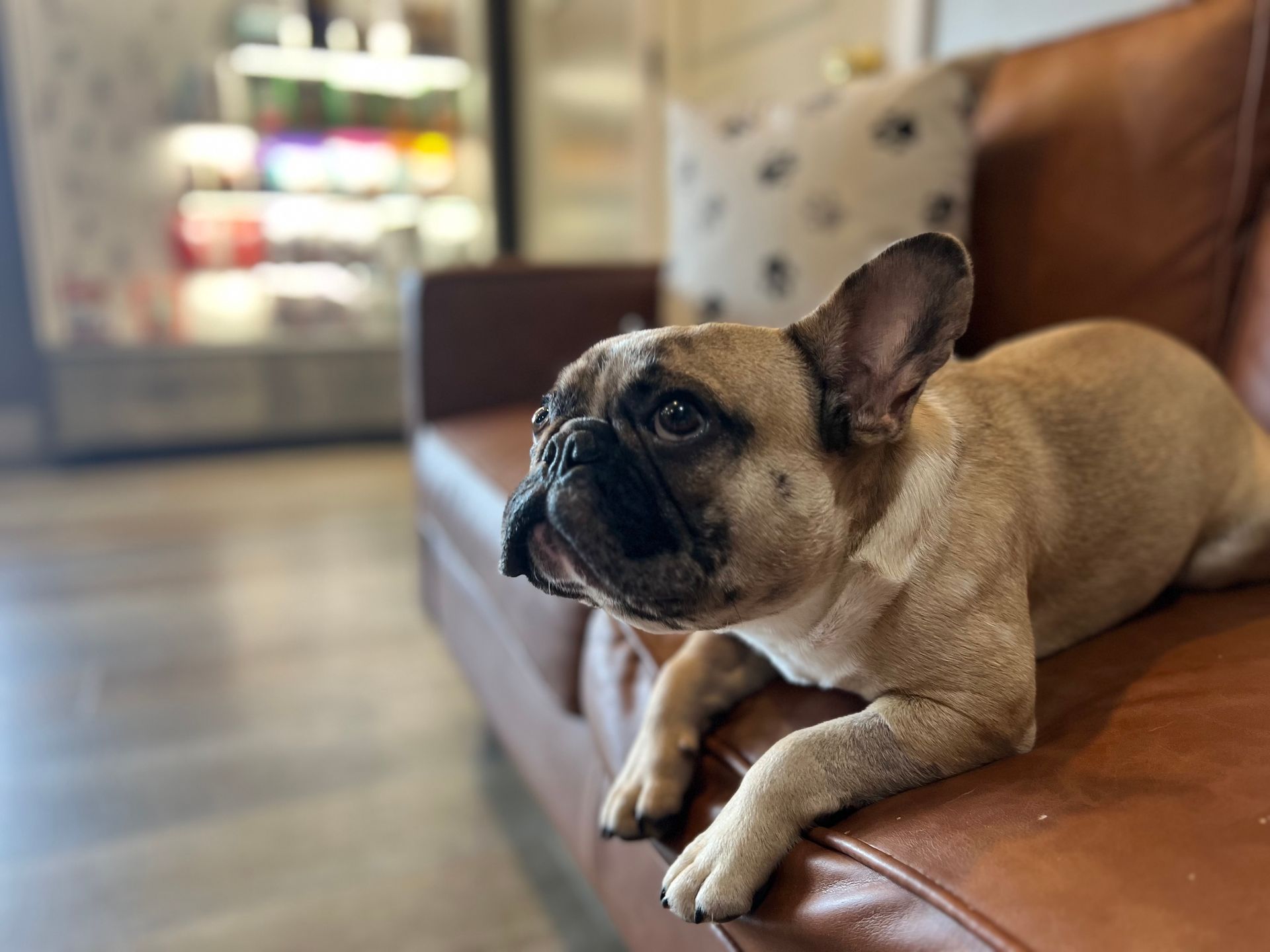 A french bulldog is laying on a brown leather couch.