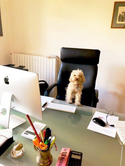 Un cagnolino è seduto su una scrivania davanti a un computer Apple.