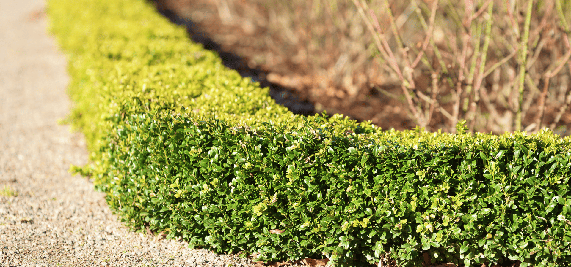 Box wood hedge around a garden to slow down the spread of fire